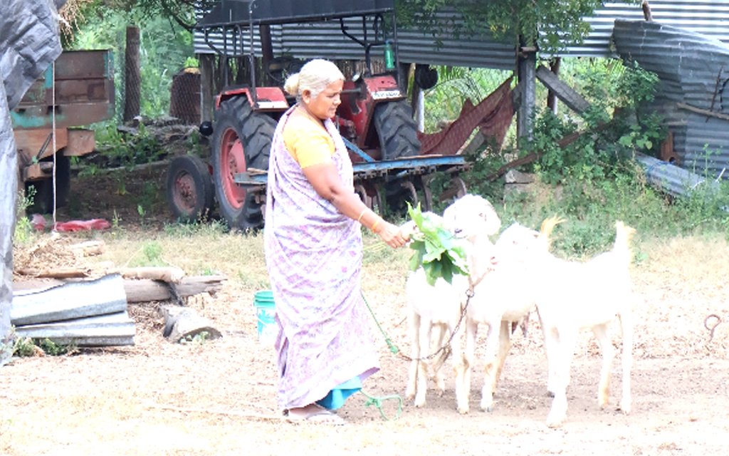 life after robotic knee replacement surgery